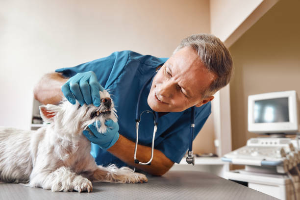 Best 24-Hour Dental Clinic Near Me  in Breckinridge Center, KY